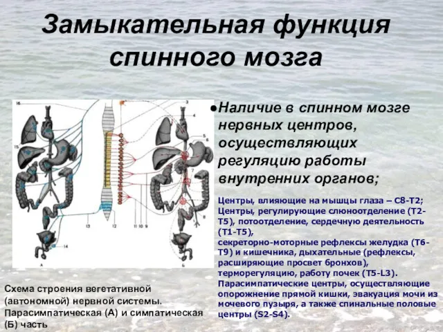 Замыкательная функция спинного мозга Схема строения вегетативной (автономной) нервной системы. Парасимпатическая (А) и