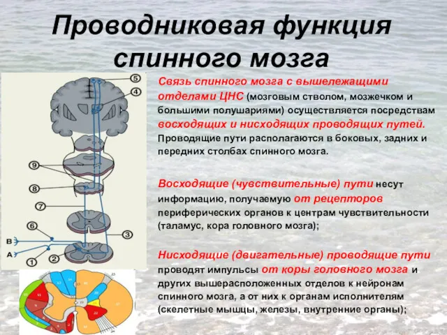 Проводниковая функция спинного мозга Связь спинного мозга с вышележащими отделами