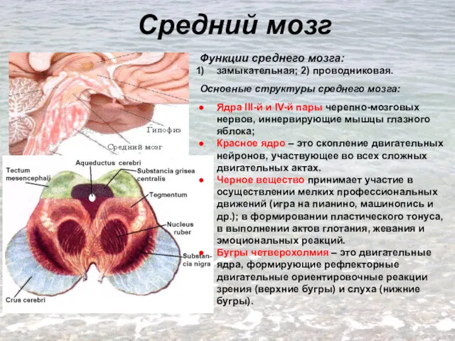 Средний мозг Функции среднего мозга: замыкательная; 2) проводниковая. Основные структуры