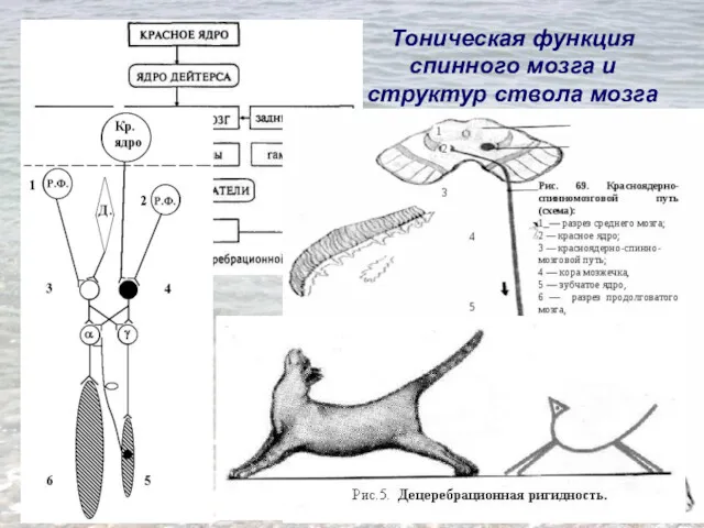 Тоническая функция спинного мозга и структур ствола мозга