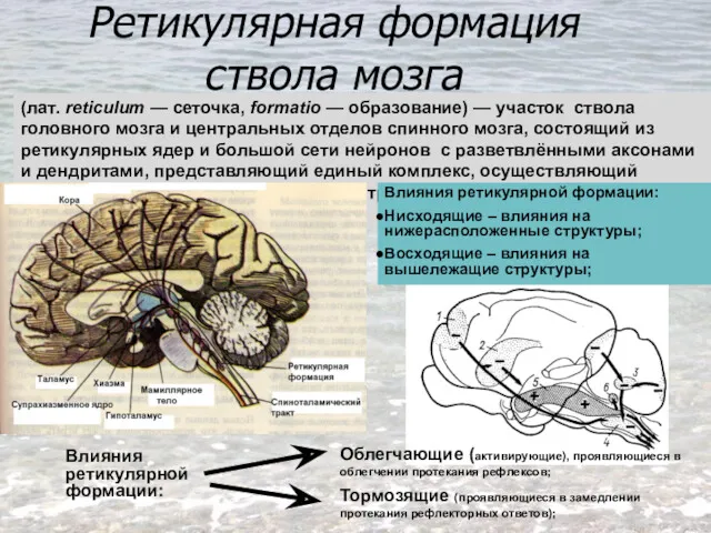 Ретикулярная формация ствола мозга Влияния ретикулярной формации: Облегчающие (активирующие), проявляющиеся в облегчении протекания