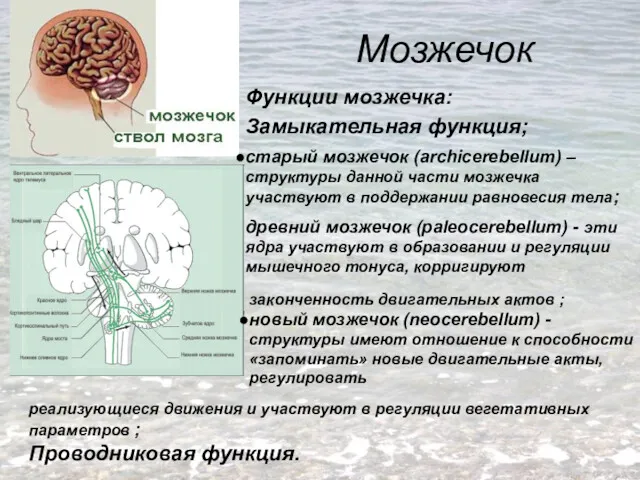Мозжечок Функции мозжечка: Замыкательная функция; старый мозжечок (archicerebellum) – структуры