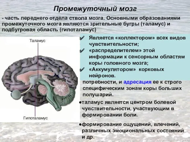 Промежуточный мозг - часть переднего отдела ствола мозга. Основными образованиями