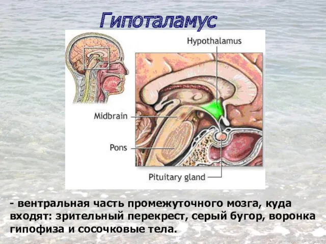Гипоталамус - вентральная часть промежуточного мозга, куда входят: зрительный перекрест, серый бугор, воронка