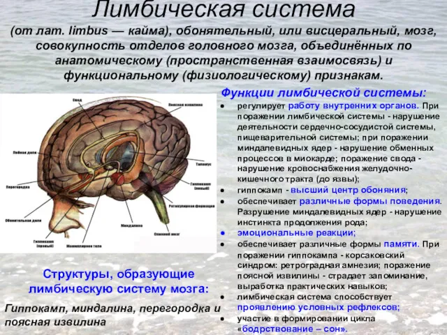 Лимбическая система (от лат. limbus — кайма), обонятельный, или висцеральный, мозг, совокупность отделов