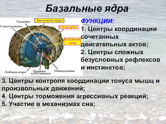 Базальные ядра ФУНКЦИИ: 1. Центры координации сочетанных двигательных актов; 2. Центры сложных безусловных