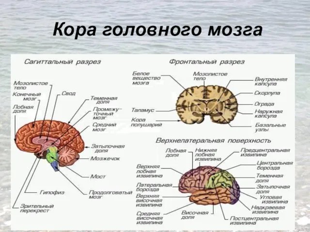 Кора головного мозга
