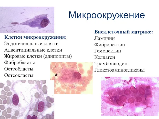 Микроокружение Клетки микроокружения: Эндотелиальные клетки Адвентициальные клетки Жировые клетки (адипоциты)