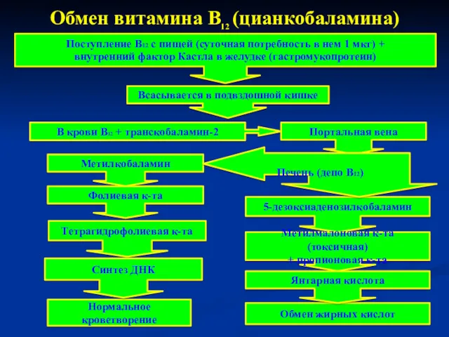 Обмен витамина В12 (цианкобаламина) Нормальное кроветворение Обмен жирных кислот Метилкобаламин