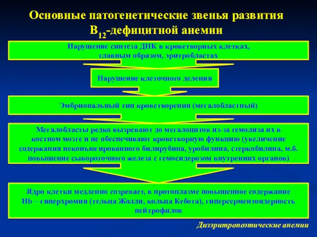 Основные патогенетические звенья развития В12-дефицитной анемии Нарушение синтеза ДНК в