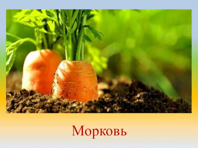 Морковь