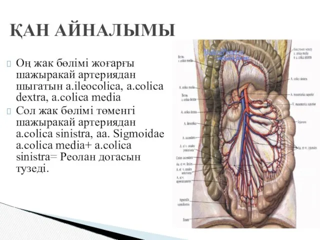 Оң жак бөлiмi жоғарғы шажыракай артериядан шыгатын a.ileocolica, a.colica dextra,