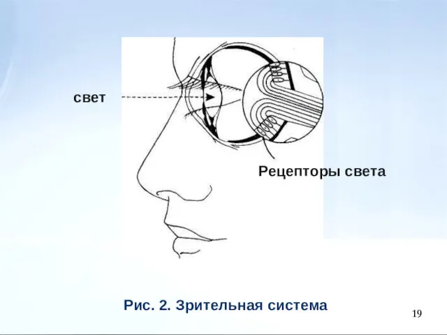 Рис. 2. Зрительная система свет Рецепторы света 19