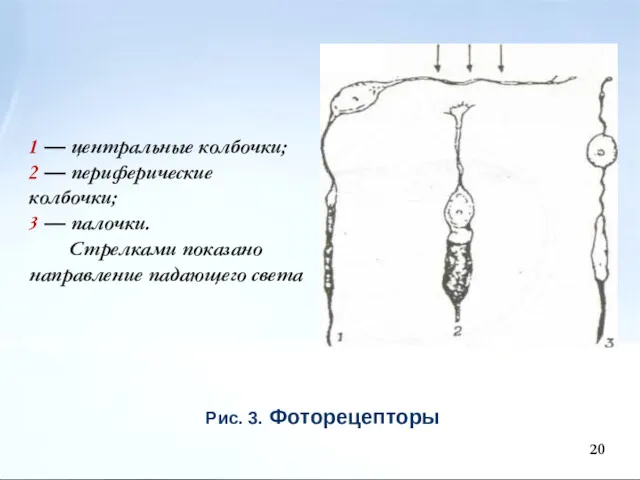 Рис. 3. Фоторецепторы 1 — центральные колбочки; 2 — периферические колбочки; 3 —