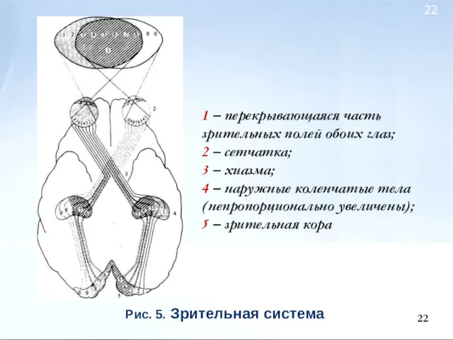 Рис. 5. Зрительная система 1 – перекрывающаяся часть зрительных полей обоих глаз; 2