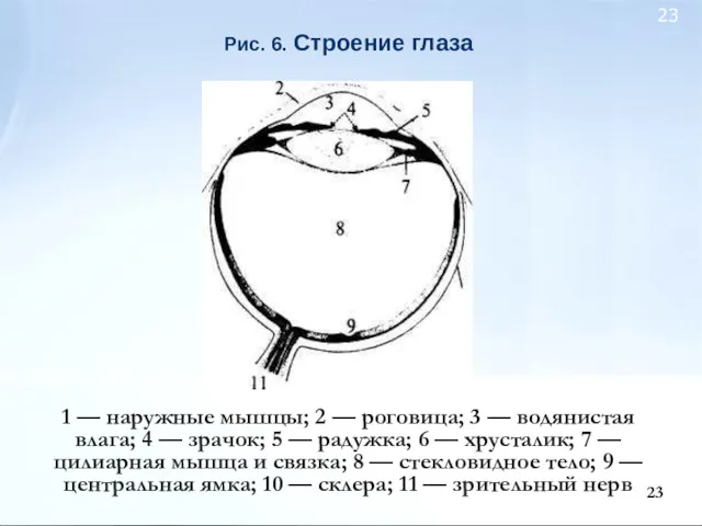 Рис. 6. Строение глаза 1 — наружные мышцы; 2 — роговица; 3 —