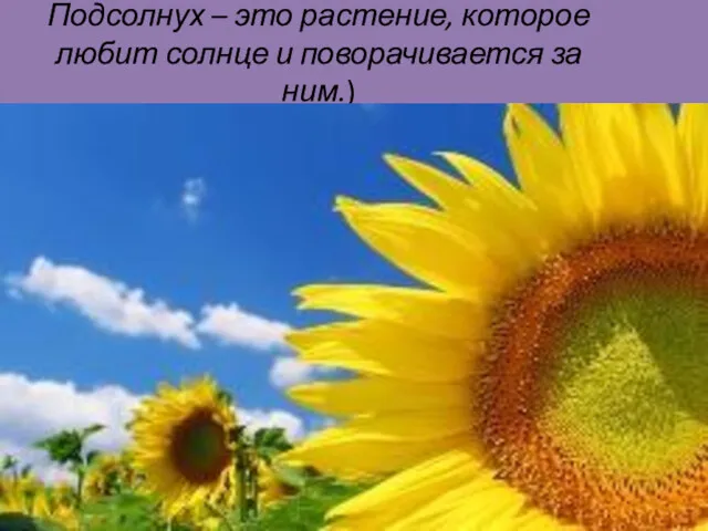 Лукяненко Э.А. Подсолнух – это растение, которое любит солнце и поворачивается за ним.)