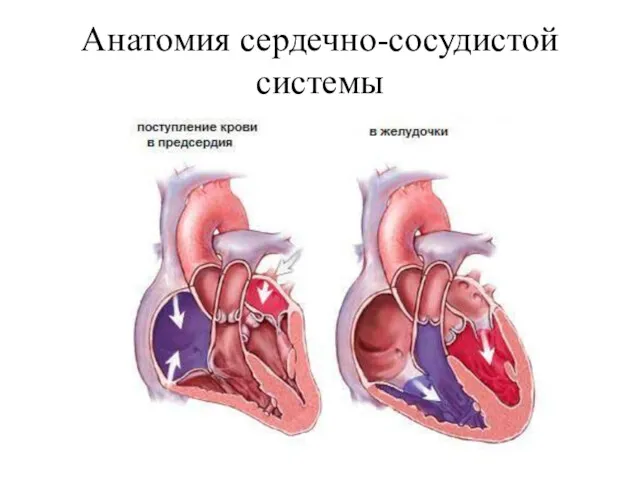 Анатомия сердечно-сосудистой системы