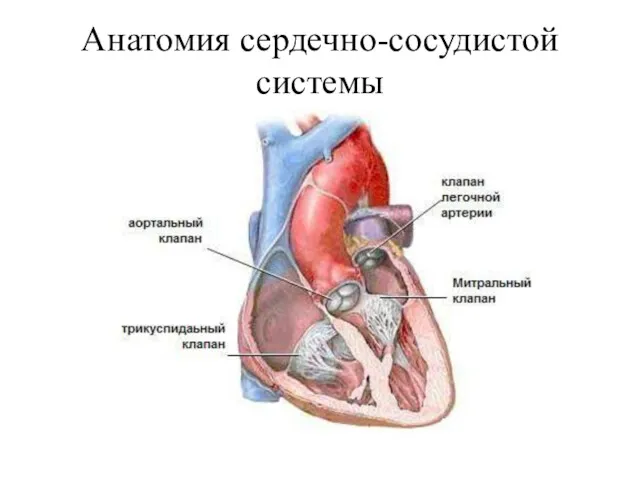 Анатомия сердечно-сосудистой системы