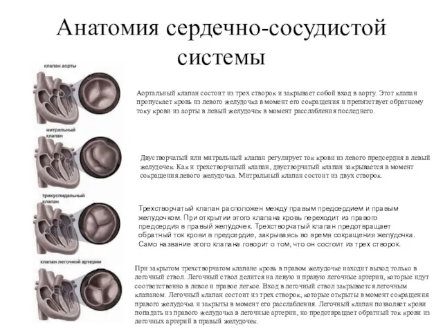 Анатомия сердечно-сосудистой системы Трехстворчатый клапан Трехстворчатый клапан расположен между правым предсердием и правым