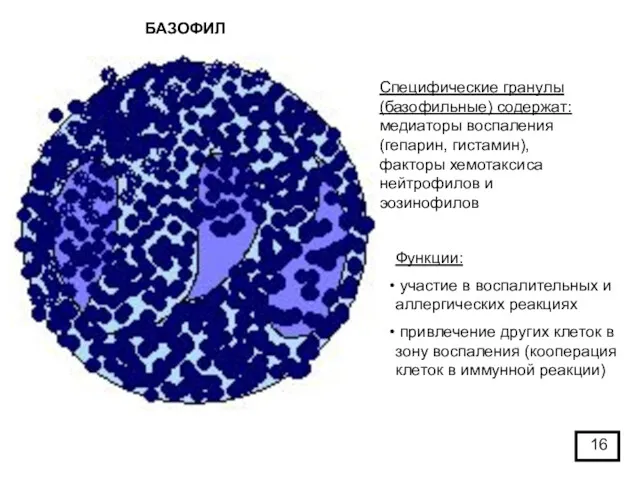 БАЗОФИЛ Специфические гранулы (базофильные) содержат: медиаторы воспаления (гепарин, гистамин), факторы хемотаксиса нейтрофилов и