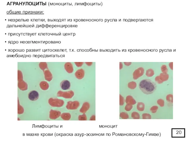 АГРАНУЛОЦИТЫ (моноциты, лимфоциты) общие признаки: незрелые клетки, выходят из кровеносного русла и подвергаются