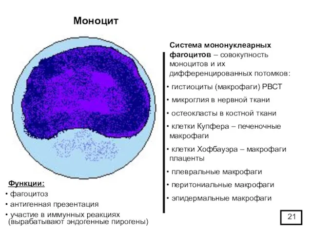 Моноцит Cистема мононуклеарных фагоцитов – совокупность моноцитов и их дифференцированных потомков: гистиоциты (макрофаги)
