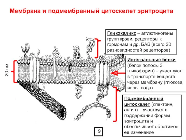 Мембрана и подмембранный цитоскелет эритроцита 20 нм