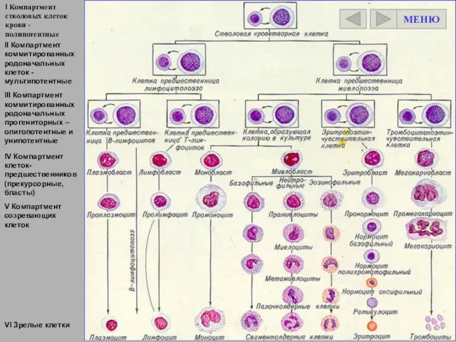 I Компартмент стволовых клеток крови - полипотентные II Компартмент коммитированных