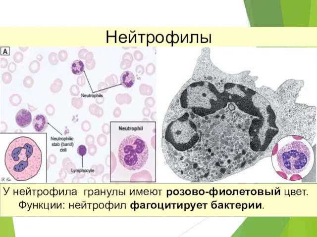 Нейтрофилы У нейтрофила гранулы имеют розово-фиолетовый цвет. Функции: нейтрофил фагоцитирует бактерии.