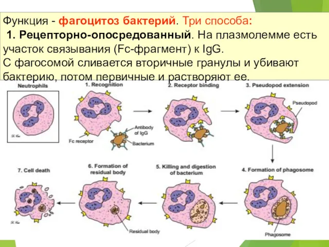 Функция - фагоцитоз бактерий. Три способа: 1. Рецепторно-опосредованный. На плазмолемме есть участок связывания
