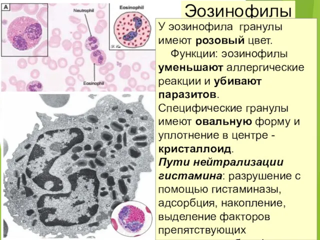 Эозинофилы У эозинофила гранулы имеют розовый цвет. Функции: эозинофилы уменьшают аллергические реакции и