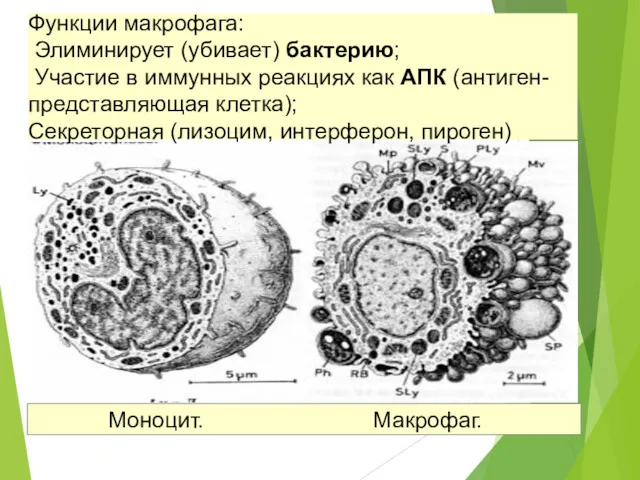 Функции макрофага: Элиминирует (убивает) бактерию; Участие в иммунных реакциях как