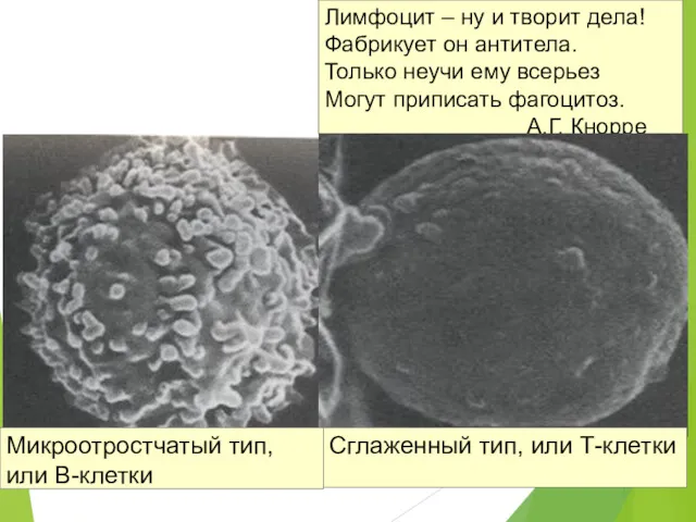 Лимфоцит – ну и творит дела! Фабрикует он антитела. Только