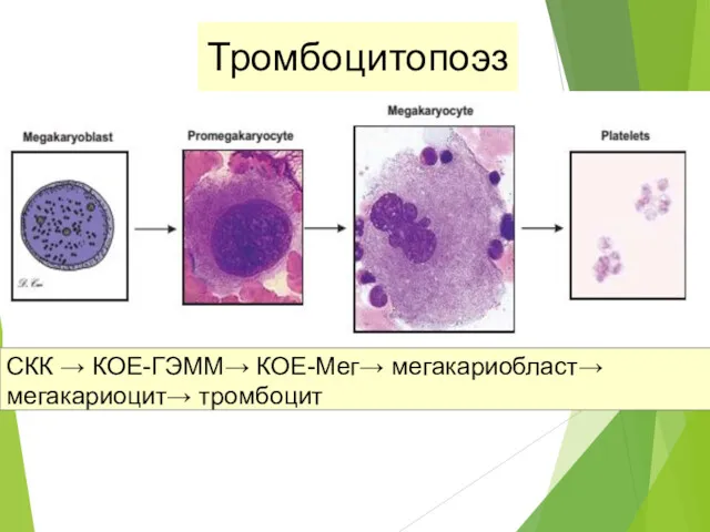 Тромбоцитопоэз СКК → КОЕ-ГЭММ→ КОЕ-Мег→ мегакариобласт→ мегакариоцит→ тромбоцит