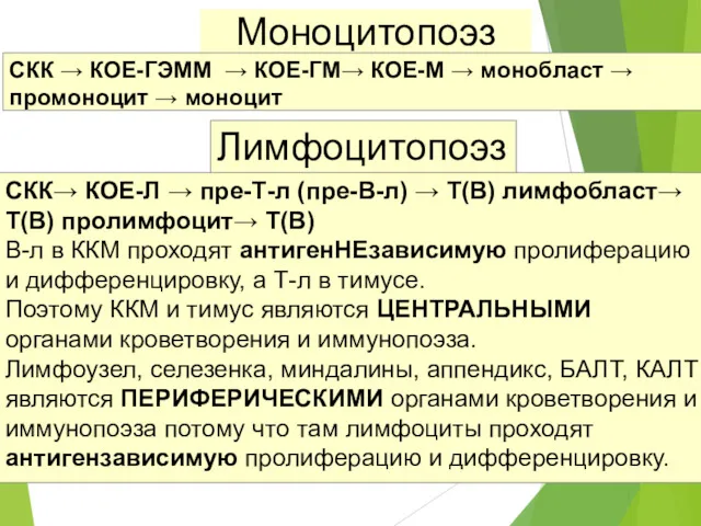 Моноцитопоэз СКК → КОЕ-ГЭММ → КОЕ-ГМ→ КОЕ-М → монобласт → промоноцит → моноцит