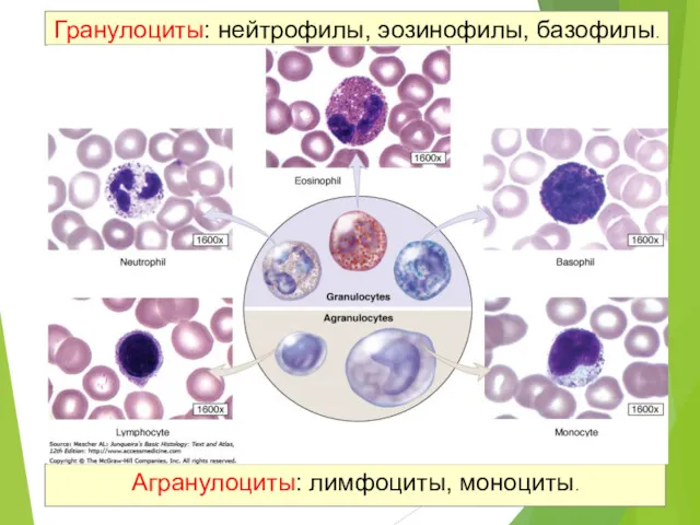 Гранулоциты: нейтрофилы, эозинофилы, базофилы. Агранулоциты: лимфоциты, моноциты.