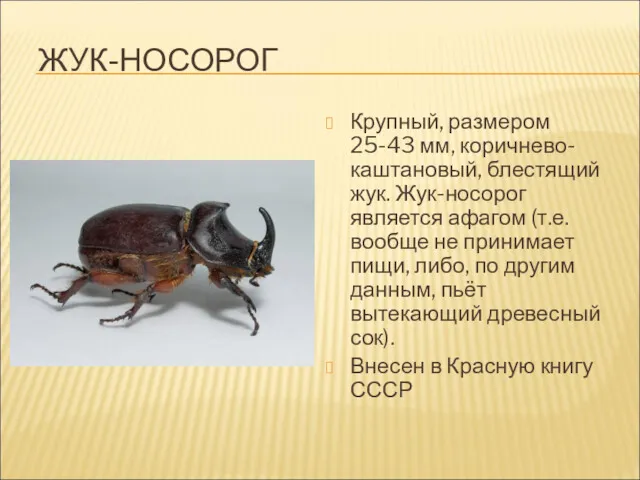 ЖУК-НОСОРОГ Крупный, размером 25-43 мм, коричнево-каштановый, блестящий жук. Жук-носорог является