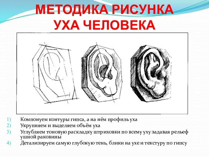 МЕТОДИКА РИСУНКА УХА ЧЕЛОВЕКА Компонуем контуры гипса, а на нём