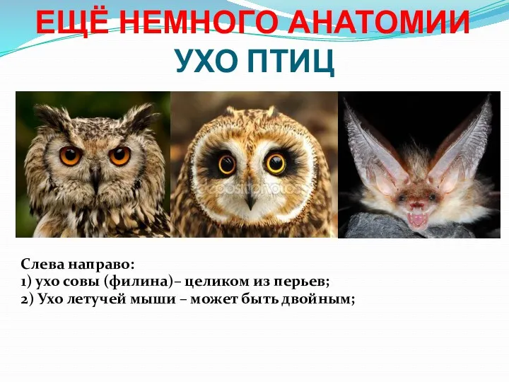 УХО ПТИЦ Слева направо: 1) ухо совы (филина)– целиком из
