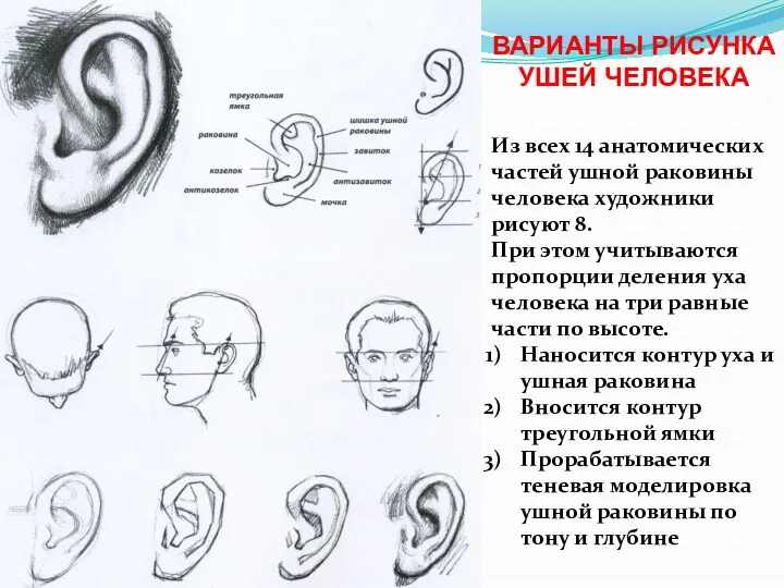 ВАРИАНТЫ РИСУНКА УШЕЙ ЧЕЛОВЕКА Из всех 14 анатомических частей ушной