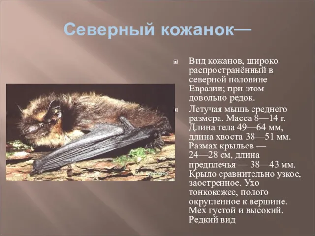 Северный кожанок— Вид кожанов, широко распространённый в северной половине Евразии;
