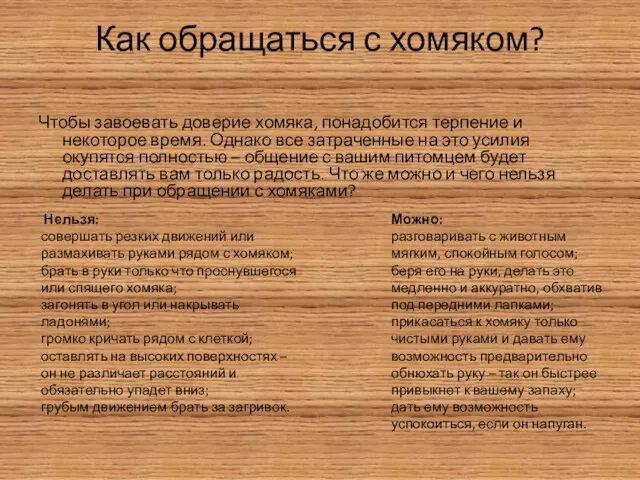 Как обращаться с хомяком? Чтобы завоевать доверие хомяка, понадобится терпение