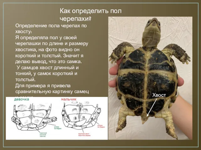 Как определить пол черепахи? Определение пола черепах по хвосту: Я