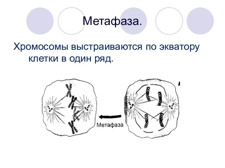 Метафаза. Хромосомы выстраиваются по экватору клетки в один ряд.