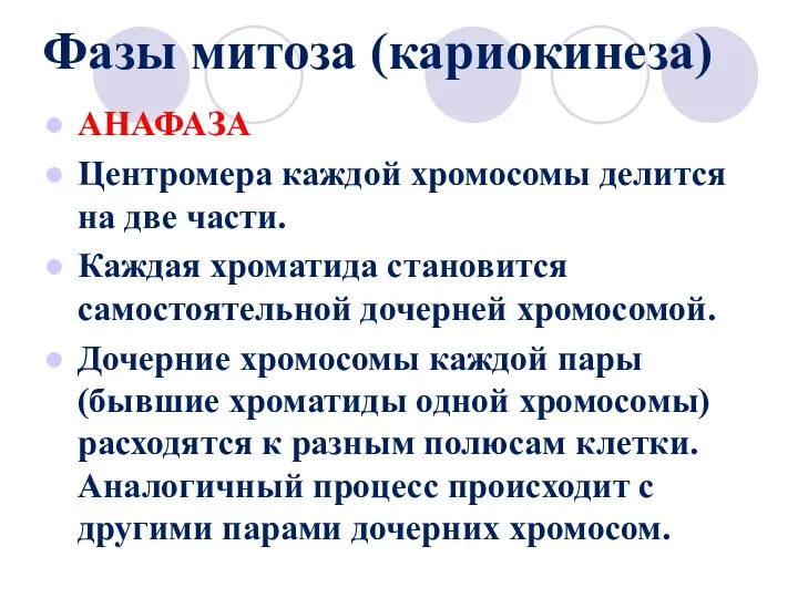 Фазы митоза (кариокинеза) АНАФАЗА Центромера каждой хромосомы делится на две