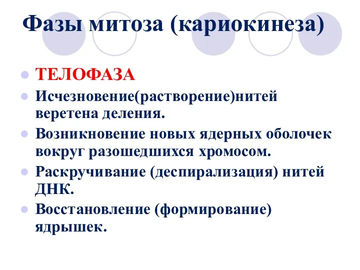 Фазы митоза (кариокинеза) ТЕЛОФАЗА Исчезновение(растворение)нитей веретена деления. Возникновение новых ядерных