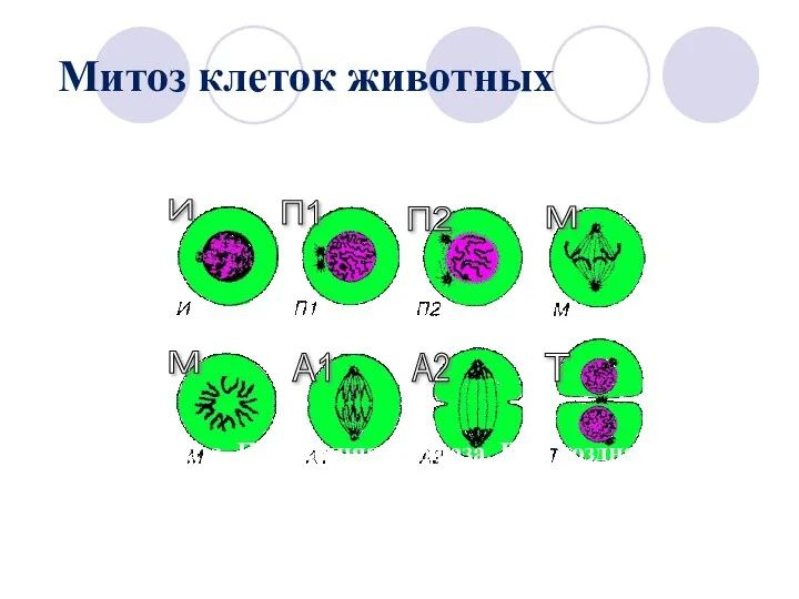 Митоз клеток животных И - интерфаза, П1 - ранняя профаза,