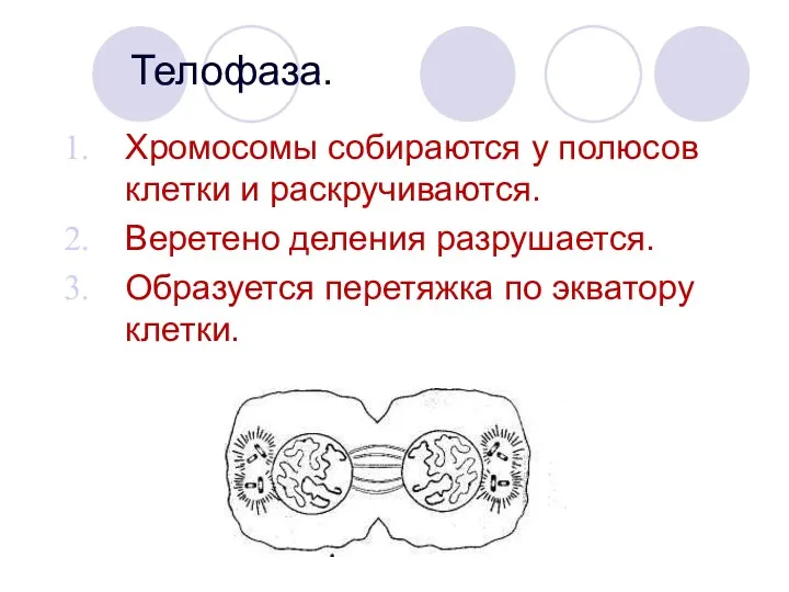 Телофаза. Хромосомы собираются у полюсов клетки и раскручиваются. Веретено деления разрушается. Образуется перетяжка по экватору клетки.