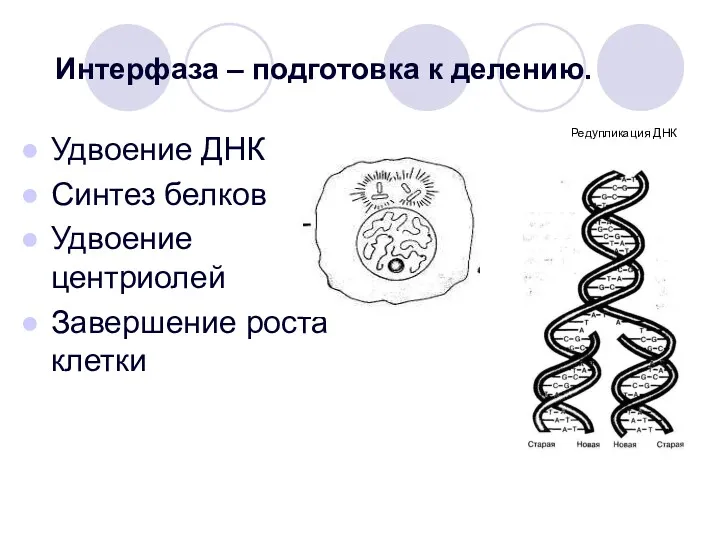 Интерфаза – подготовка к делению. Удвоение ДНК Синтез белков Удвоение центриолей Завершение роста клетки Редупликация ДНК